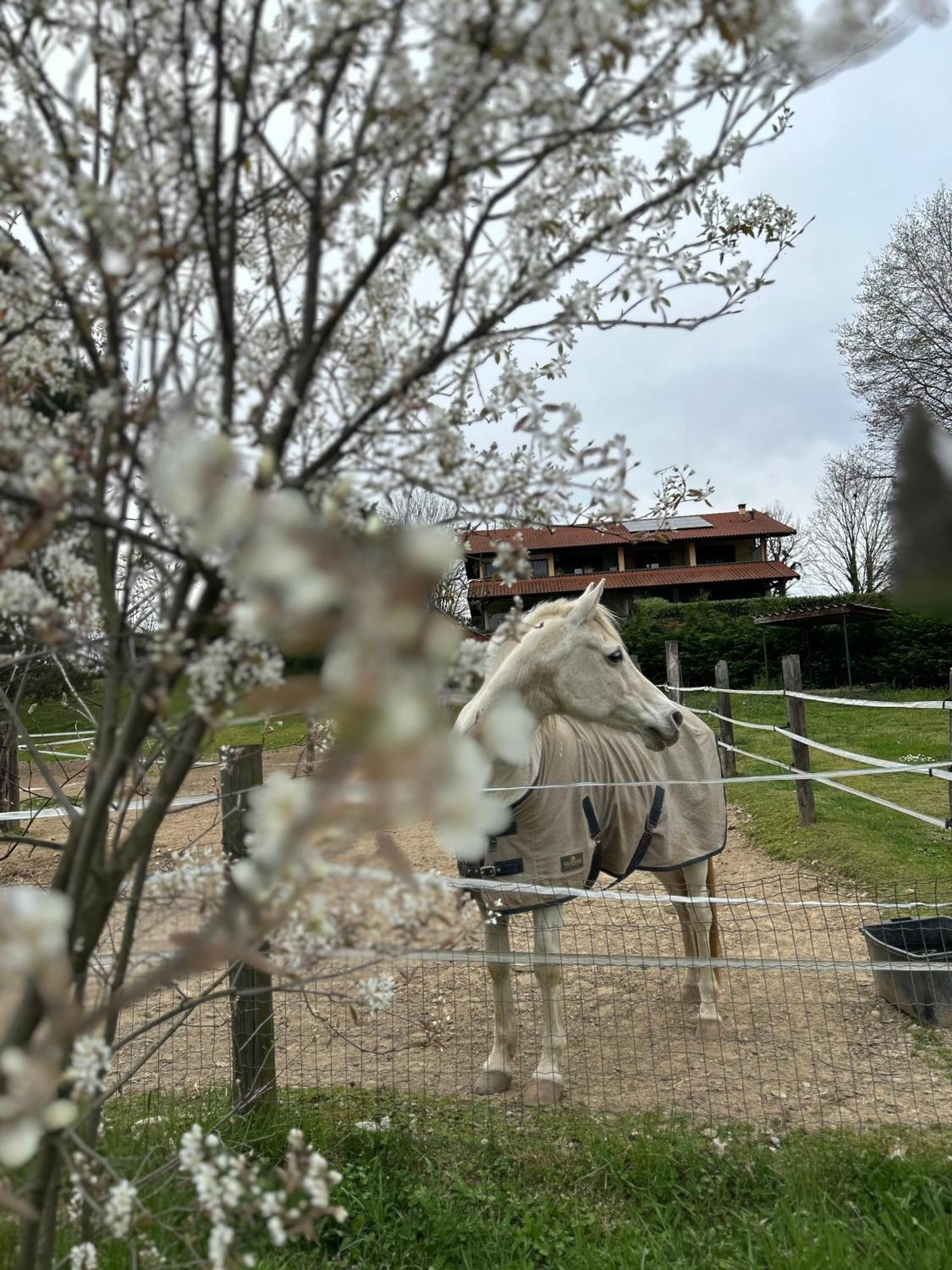 Bilocale In The Farm- Malpensa-Lago Maggiore Varallo Pombia Kültér fotó